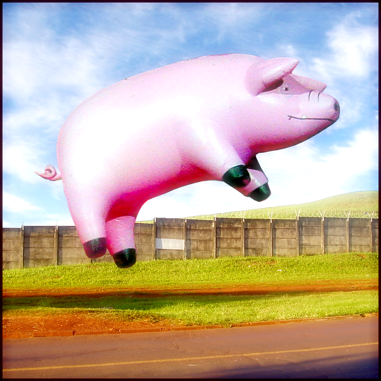 pigs might fly pigs might fly